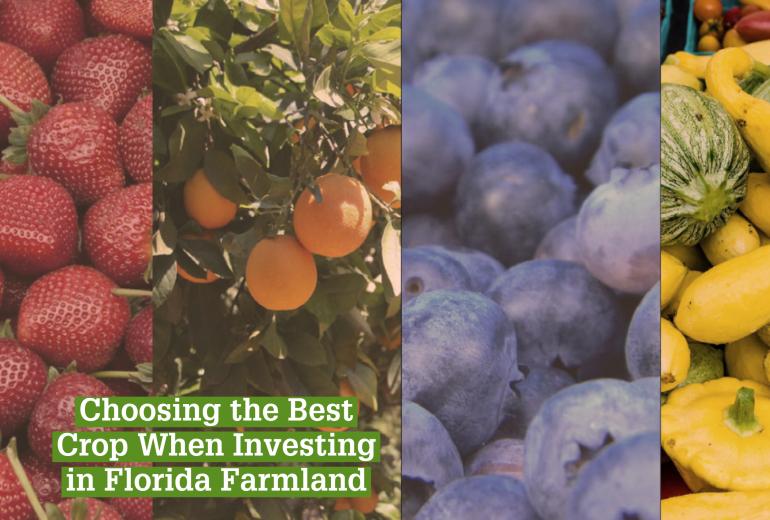Choosing the Best Crop When Investing in Florida Farmland Farm Credit